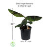 Musa Gold Finger Banana Hybrid FHIA-1 - The Resilient Delight - Live Fruit Plant