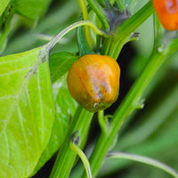 Golden Nugget Pepper Seeds, Garden Vegetables