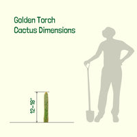 Vatricania guentheri Golden Torch Cactus Plant
