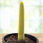 Vatricania guentheri Golden Torch Cactus Plant