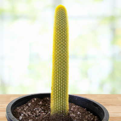 Vatricania guentheri Golden Torch Cactus Plant
