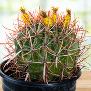 Ferocactus Gracilis, Baja Fire Barrel Cactus Plant