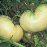 Great White Tomato Seeds, Juicy Beefsteak Garden Vegetables
