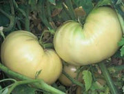 Great White Tomato Seeds, Juicy Beefsteak Garden Vegetables