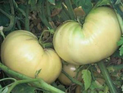 Great White Tomato Seeds, Juicy Beefsteak Garden Vegetables