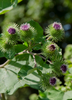 Arctium lappa, Greater Burdock Herb - Live Plant