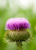 Arctium lappa, Greater Burdock Herb - Live Plant