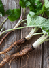Arctium lappa, Greater Burdock Herb - Live Plant