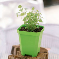 5" Heavy Duty Nursery Pots By Bootstrap Farmer MADE IN THE USA