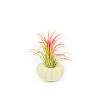 Green Urchins with Tillandsia Air Plants - Set of 1, 3 or 5