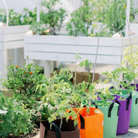 Grow Bags - 7 Gallon Colored Fabric Pots By Bootstrap Farmer