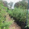 Grow Bags - 2 to 50 Gallon - Black By Bootstrap Farmer
