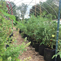 Grow Bags - 2 to 50 Gallon - Black By Bootstrap Farmer