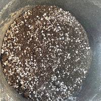 Cactus and Succulent Plant Growers Soil By The Cactus Outlet
