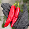 Guajillo Pepper Seeds, Mild & Popular Garden Vegetables