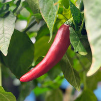 Guajillo Pepper Seeds, Mild & Popular Garden Vegetables