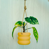 Hanging Bubble Plant Pot With Size & Colors Options