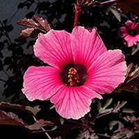 Hibiscus acetosella  'African Rose' - Stunning Cranberry Flowers with Unique Foliage