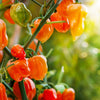 Habanero Chili Pepper Seeds, Serious Garden Vegetables