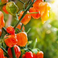 Habanero Chili Pepper Seeds, Serious Garden Vegetables