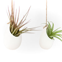 Large Ivory Ceramic Container - Choose Your Custom Tillandsia Air Plant