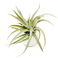 Small Ivory Ceramic Container - Choose Your Custom Tillandsia Air Plant