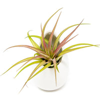 Small Ivory Ceramic Container - Choose Your Custom Tillandsia Air Plant