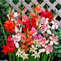 Gladiolus 30 Bulbs - Nanus Hardy Easy to Grow Mix