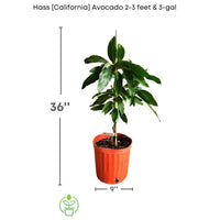 Hass [California] Avocado Tree, Grafted