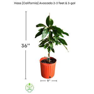 Hass [California] Avocado Tree, Grafted
