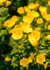 Oenothera biennis, Fragrant Evening Primrose Herb - Live Plant