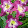 Daylily 3 Roots - Water Dragon By Easy To Grow Bulbs
