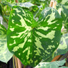 Alocasia 1 Bulb - Hilo Beauty Elephant Ear By Easy To Grow Bulbs