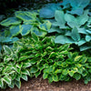 Hosta - Bumper Crop Mix - 10 to 30 Hosta Roots