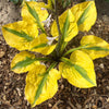 Hosta - Glad Rags - 3 Live Roots