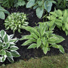 Hosta - Bumper Crop Mix - 10 to 30 Hosta Roots