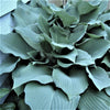 Hosta - Giants Collection - 9 Live Roots