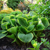 Hosta - Christmas Tree - 3 Live Roots
