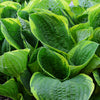 Hosta - Christmas Tree - 3 Live Roots
