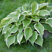 Hosta - Francee - 3 Live Roots