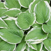 Hosta - Francee - 3 Live Roots