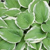 Hosta - Francee - 3 Live Roots