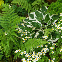 Hosta - Patriot - 3 Live Roots