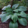Hosta - T-Rex - 3 Live Roots