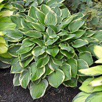 Hosta - Wide Brim - 3 Live Roots
