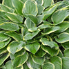 Hosta - Wide Brim - 3 Live Roots