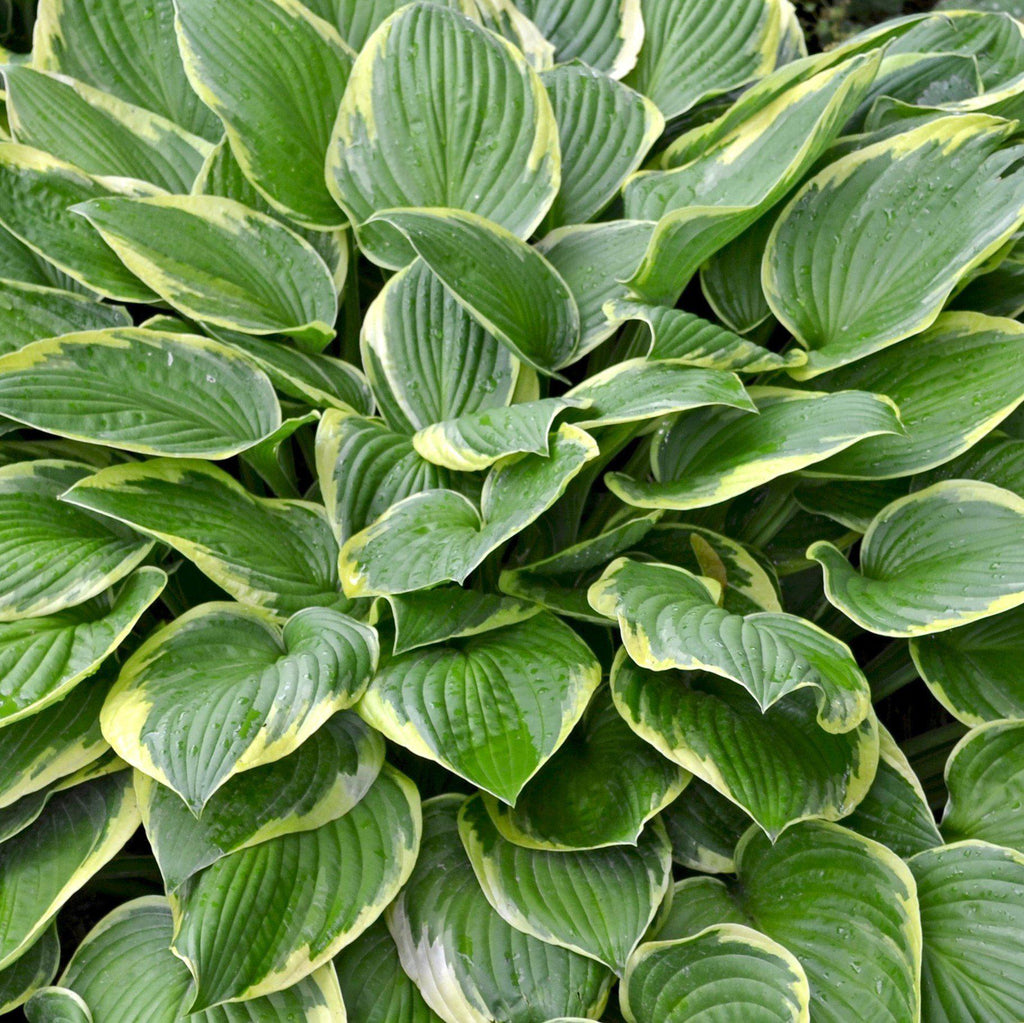 Hosta - Wide Brim - 3 Live Roots