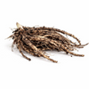 Hosta - Glad Rags - 3 Live Roots