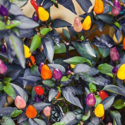 Autumn Time Pepper Seeds, Ornamental Compact Garden Vegetables
