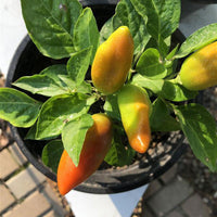 Hot Burrito Pepper Seeds ~ Mild, Compact & Attractive Garden Vegetables